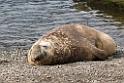 Elephant seal.20081112_3764